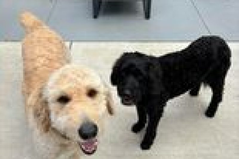 Pet Health for Summer: Keeping Your Furry Friends Safe and Happy